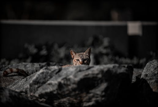 A cat sitting on top of some rocks